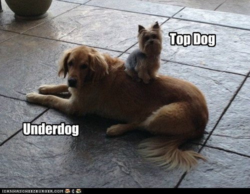 Image result for underdog funny