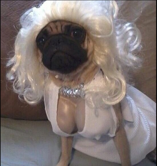 dogs pugs animal costumes marilyn monroe poorly dressed g rated - 7067526144
