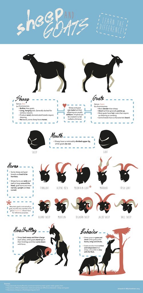 goats,sheep animals,infographic