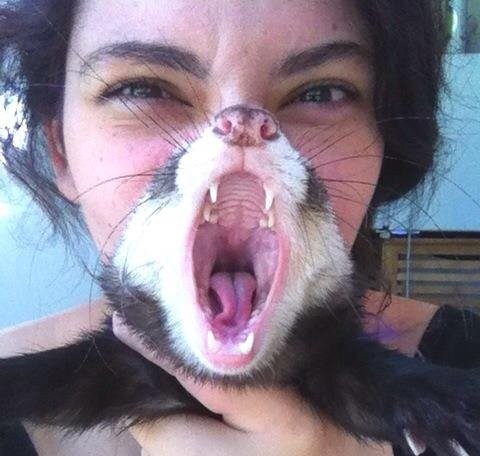 cat,pets