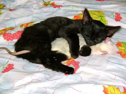 friendship,cat,rat,cuddle