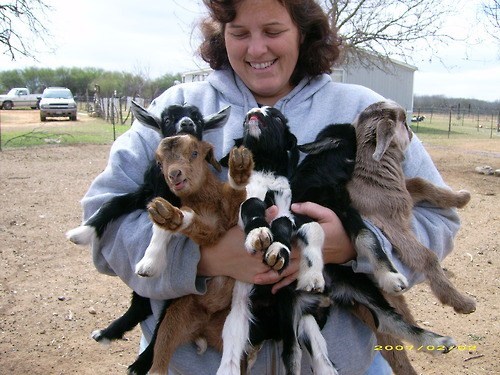 goats,hug