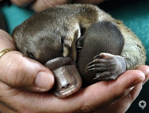 platypus,sleeping