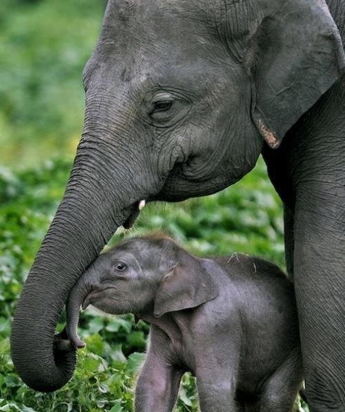 baby,elephant,mom