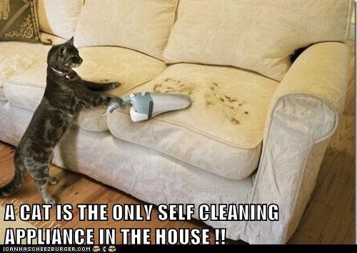 cat cleaning house
