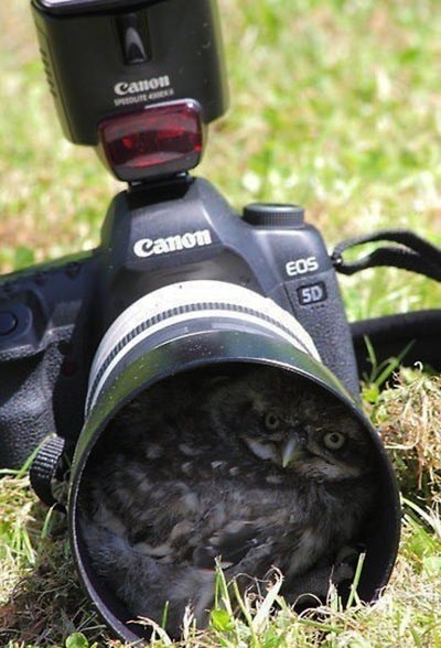 camera,photobomber,daily squee