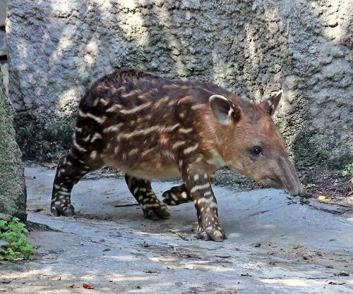 trot,tapir