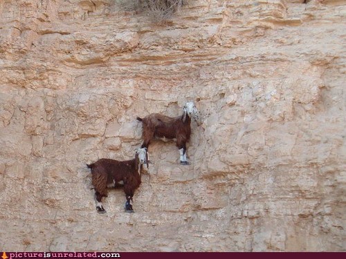wtf goats cliffs