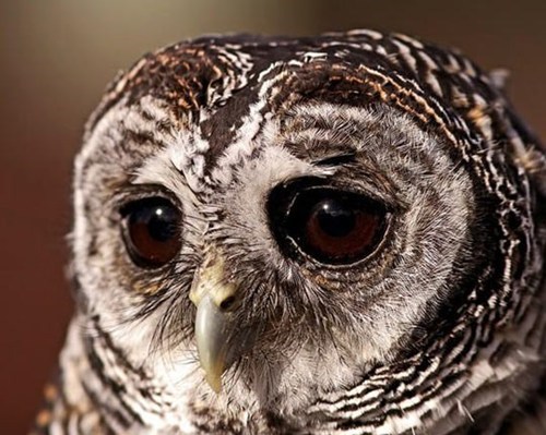Sad,Owl