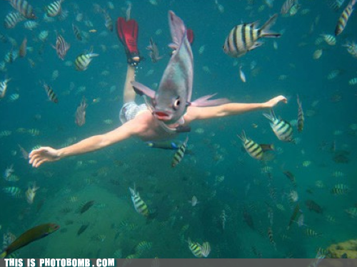 fish face underwater pic snorkel fish