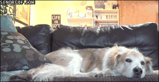 dogs,gifs,cute,hugs,Cats,funny