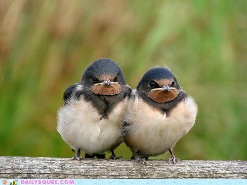 birds,angry,grumpy,funny