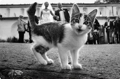cat photobomb kitten wedding funny