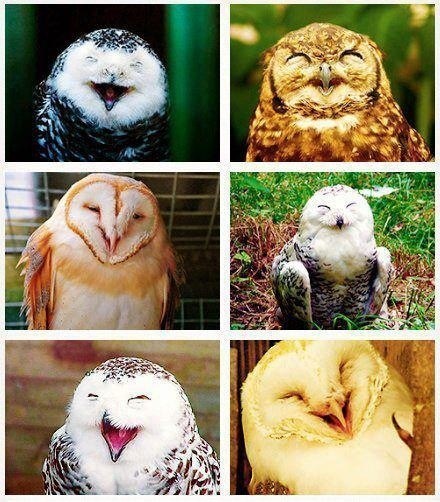 owls,laughing