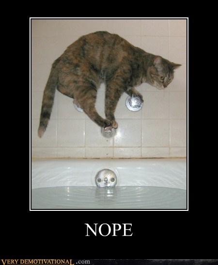 cat,water,no,funny