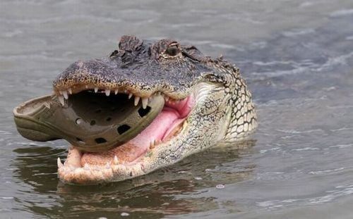 crocodiles,crocs,funny
