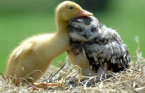 snuggle,ducks,cute