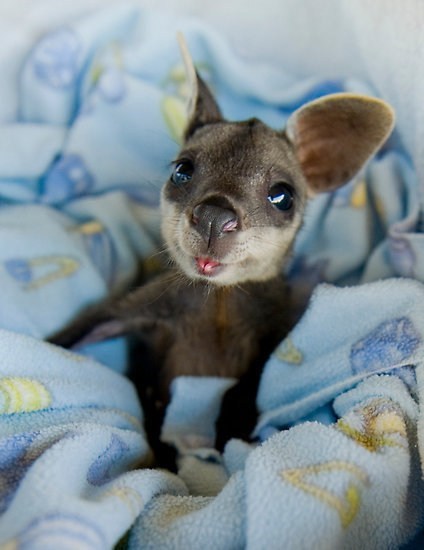 baby,australian,wallaby