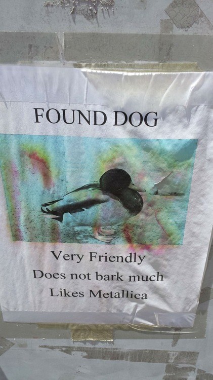duck,Master of Puppets,metallica,lost dog,found duck,mallard,found dog