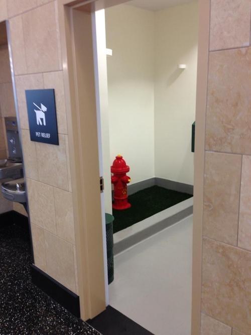 dog bathroom,dogs,pets,airport,bathroom,monday thru friday,g rated