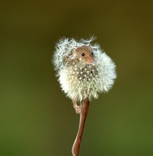 dandelion,sneeze