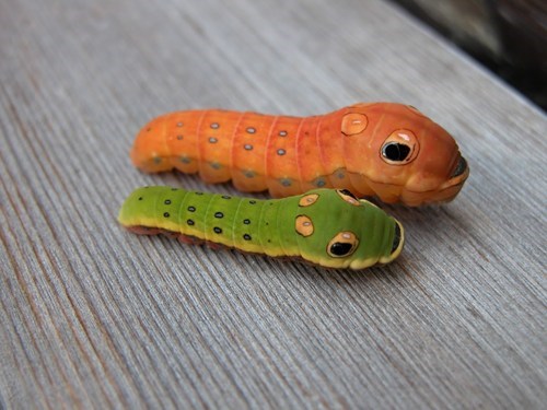 insects,creepicute,larva