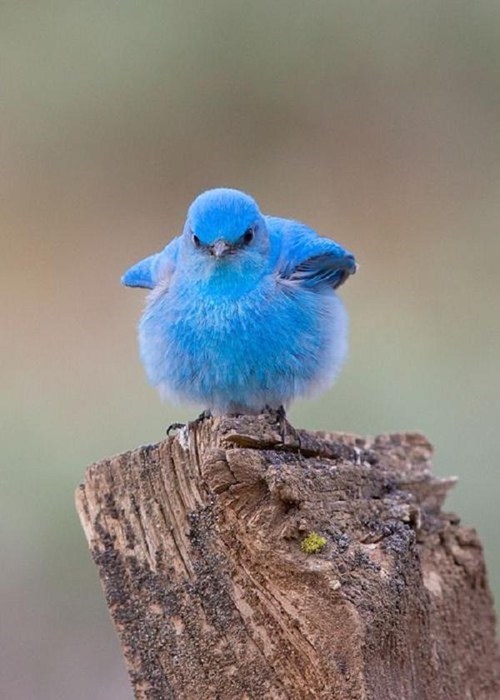 bluebird,mountain,chubby