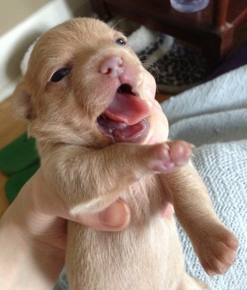 dogs,puppy,destroyer,squeak