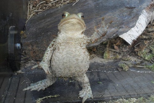 hi,wave,toad