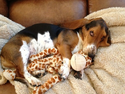 dogs,cuddle,bestest,friends,giraffes
