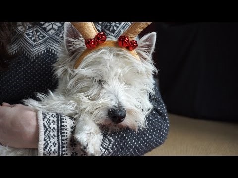 funny westie pictures