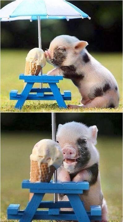 cute ice cream piglet piggie