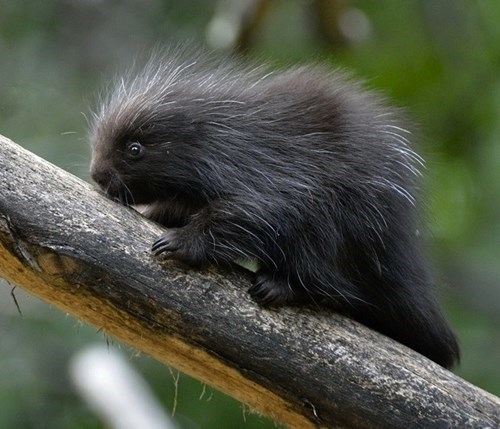 porcupine - 7780700928