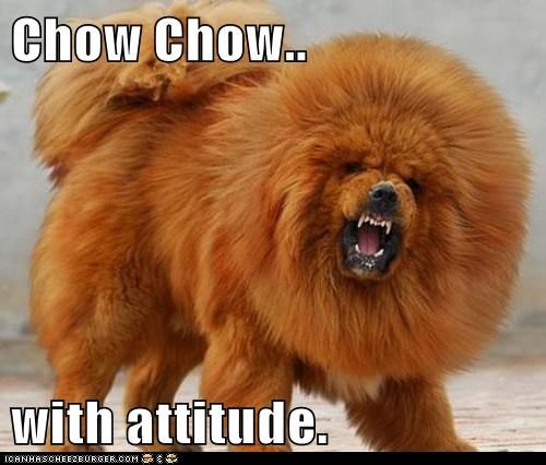 ugly chow chow