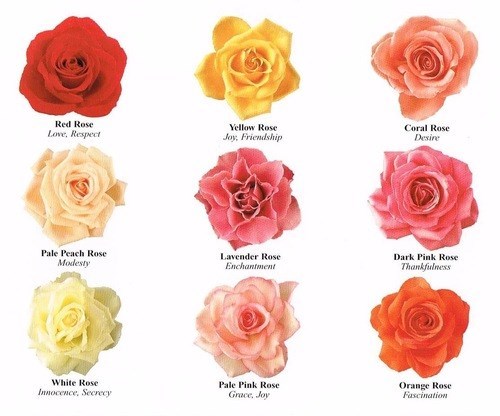 KNow What Your Flowers Symbolize 