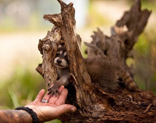 Babies,cute,raccoons,squee