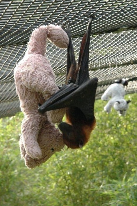cuddle bats teddy bears cute squee
