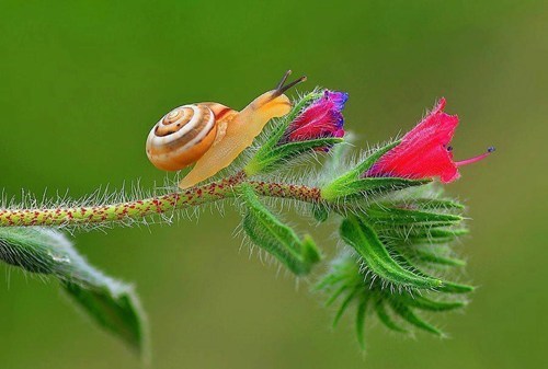 flowers snails surprising beauty - 7895562752