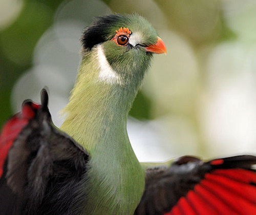 birds,exotic,Smithsonian,squee