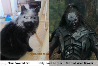 Cats flour Lord of the Rings orcs totally looks like - 7911673344