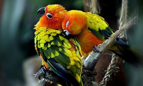 birds KISS love peck parrots - 7950490880