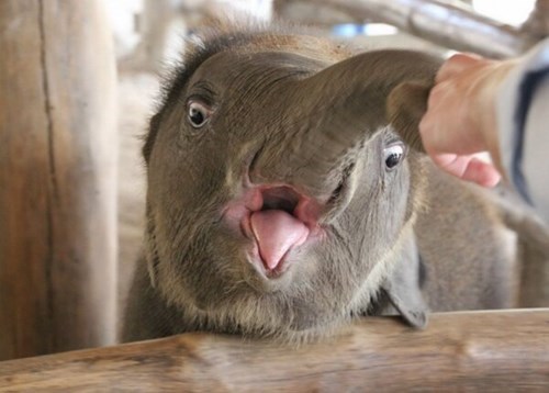cute,elephants,trunk,squee,meet
