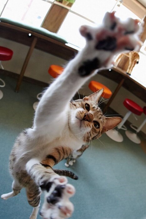 Cats,jumping,photobomb