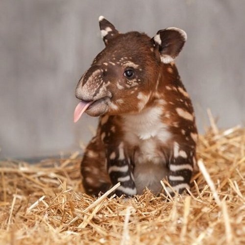 Babies cute tongue tapir