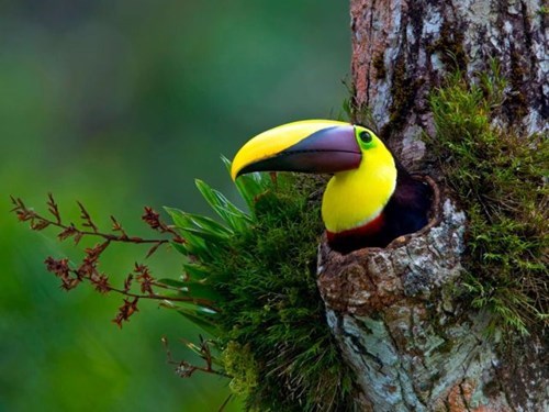birds,toucans,cute,Photo