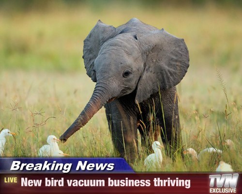 birds cute elephants Breaking News vacuum - 8029082368