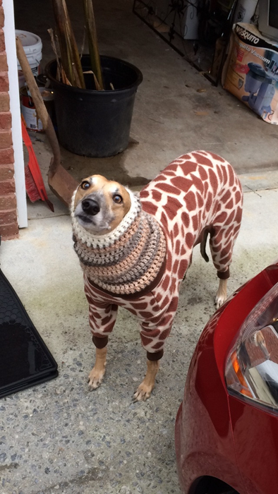 dogs,poorly dressed,giraffes,g rated