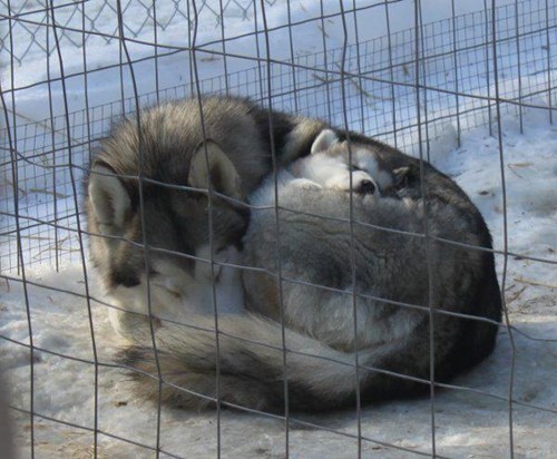 dogs,puppies,cute,huskies,winter