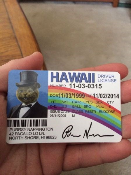fake id fake happy cat