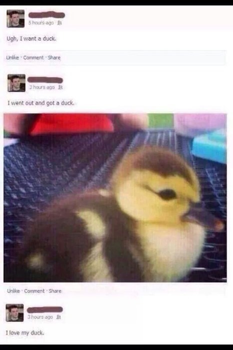 duck,pets,what,failbook,g rated